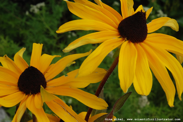 Black-Eyed Susan