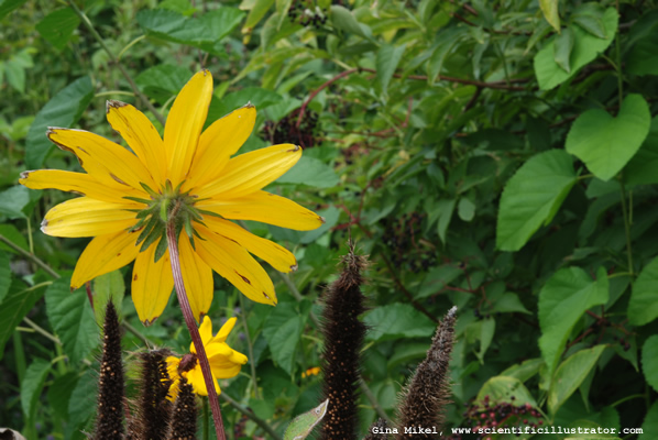 Black-Eyed Susan