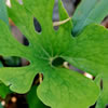 Blood Root