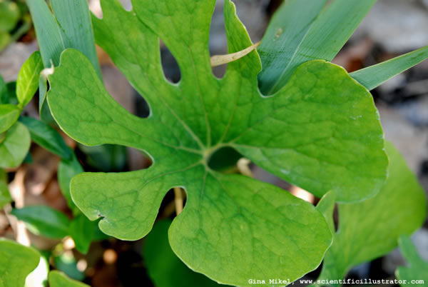Bloodroot