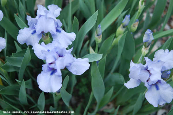 Blue Irises