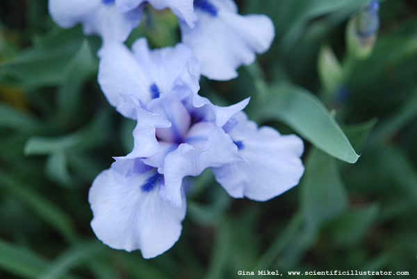 Blue Irises