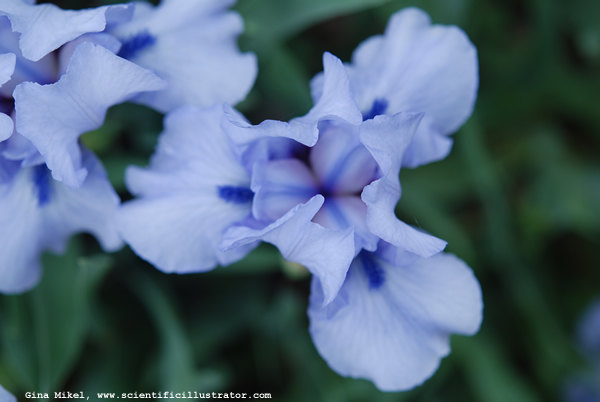 Blue Irises