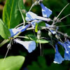 Bluebells