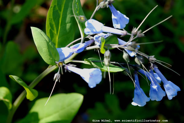 Bluebells