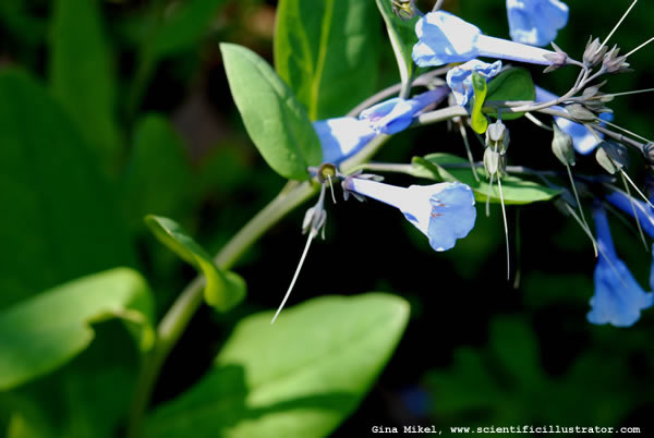 Bluebells