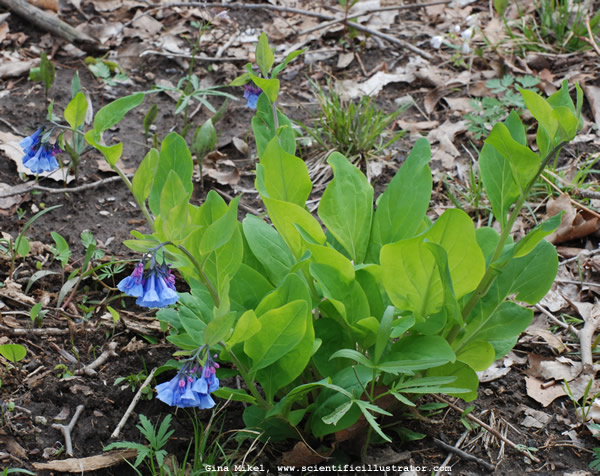 Bluebells