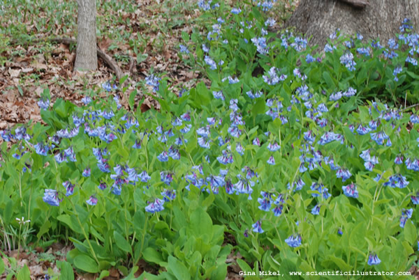 Bluebells