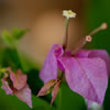 Bougainvillea