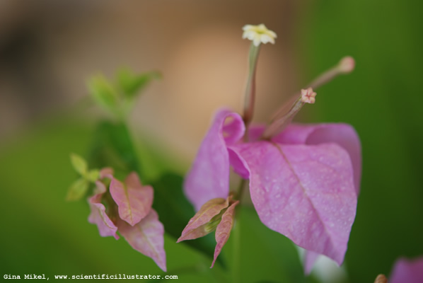 Bougainvillea