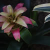 Bromeliad