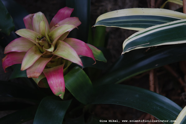 Bromeliad