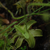 Butterwort