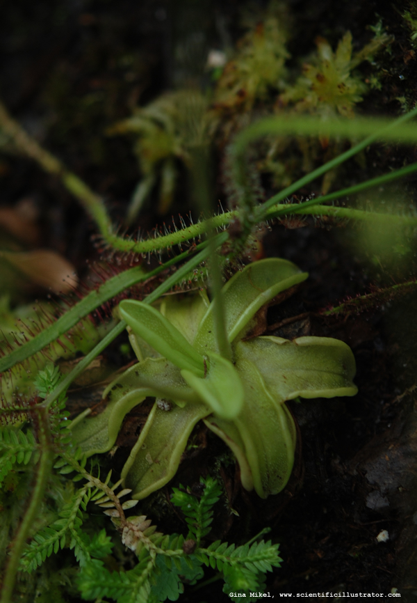 Butterwort