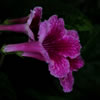 Cape Primrose