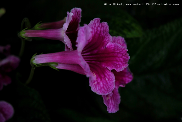 Cape Primrose
