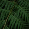 Chain Fern