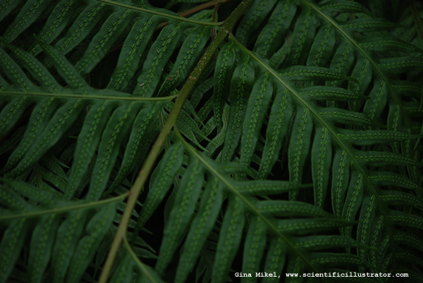 Chain Fern