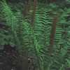 Cinnamon Fern