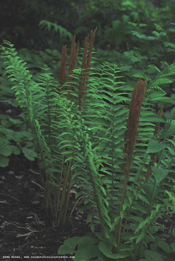 Cinnamon Fern