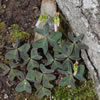 Clover