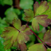 Columbine
