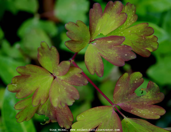 Columbine