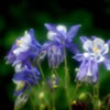 Columbine