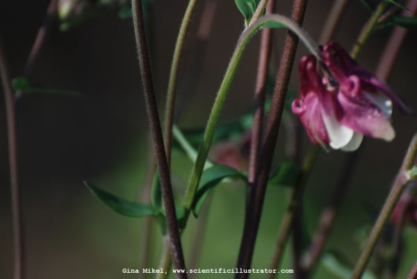 Columbine