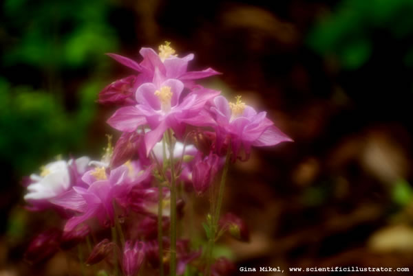 Columbine