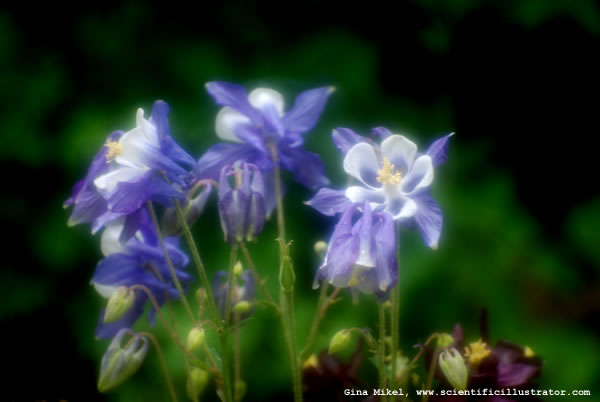 Columbine