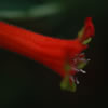 Culphea