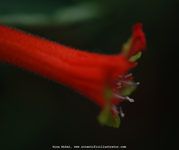Culphea