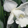 Daffodils