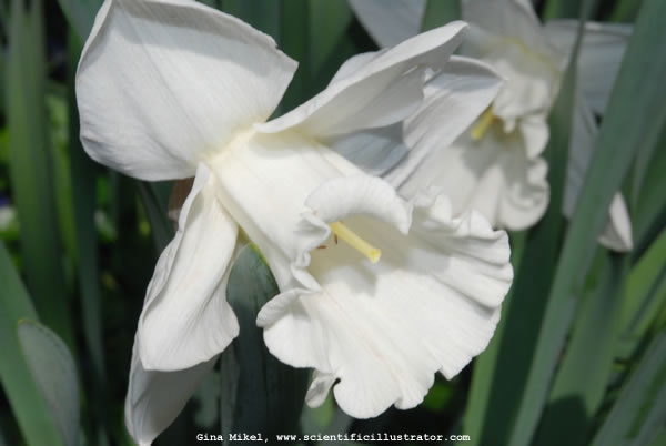 Daffodil