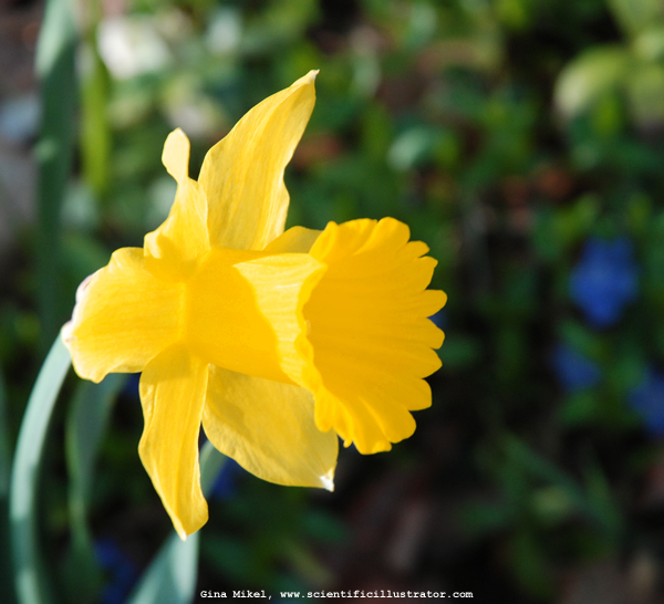Daffodil