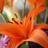 Daylilies