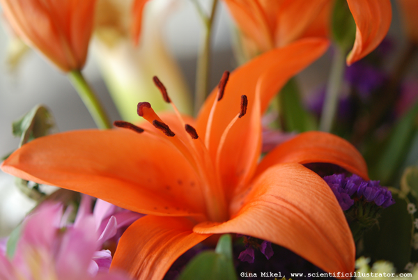 Daylilies