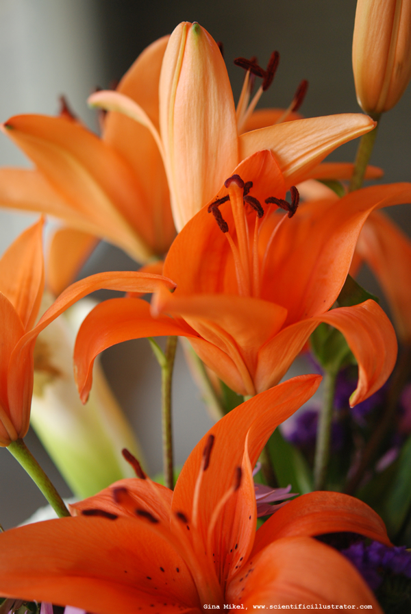 Daylilies