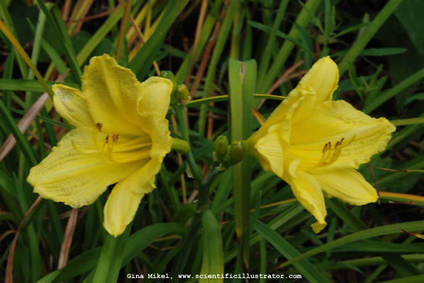 Daylilies