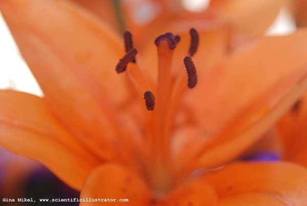 Daylilies