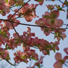 Dogwood
