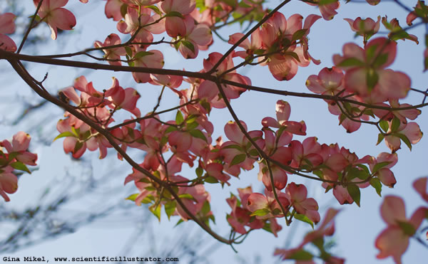 Dogwood