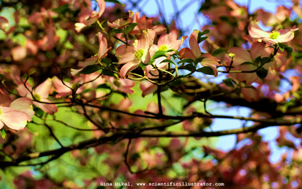 Dogwood