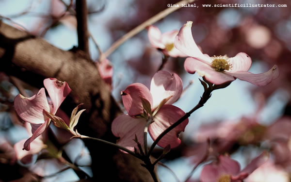Dogwood