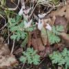 Dutchman's Breeches