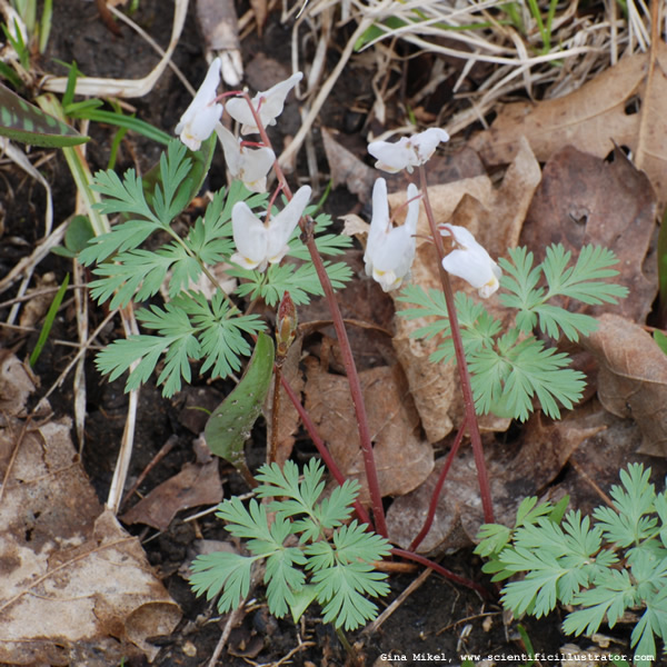 Dutchman's Breeches