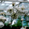Floribunda Rose