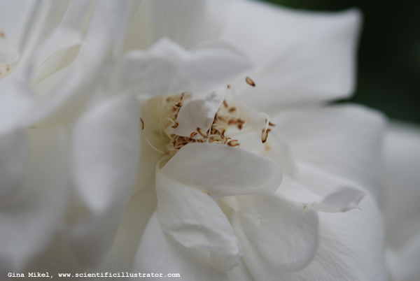 Floribunda Rose