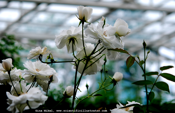 Floribunda Rose